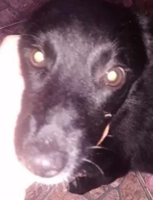 Cachorro raça Cocker idade 2 a 6 meses nome Urso