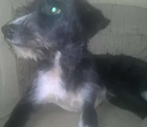 Cachorro raça vira lata idade 1 ano nome Madruguinha
