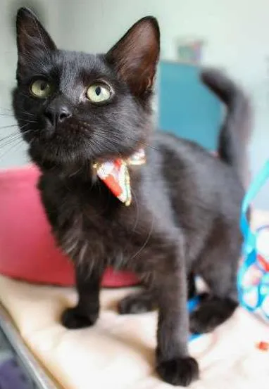 Gato raça SRD idade 2 a 6 meses nome YASMIM