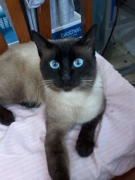 Gato ra a Siamês idade 1 ano nome LORD