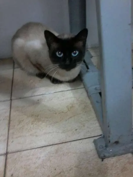 Gato ra a Siamês idade 1 ano nome LORD