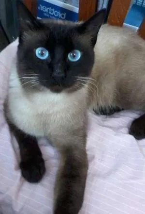 Gato raça Siamês idade 1 ano nome LORD