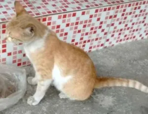Gato raça SRD idade 2 a 6 meses nome não tem