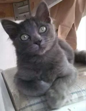 Gato raça SRD idade 2 a 6 meses nome YARA