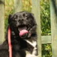 Lindos cães