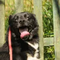 Cachorro raça dv idade  nome Lindos cães