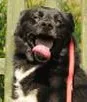 Cachorro raça dv idade  nome Lindos cães