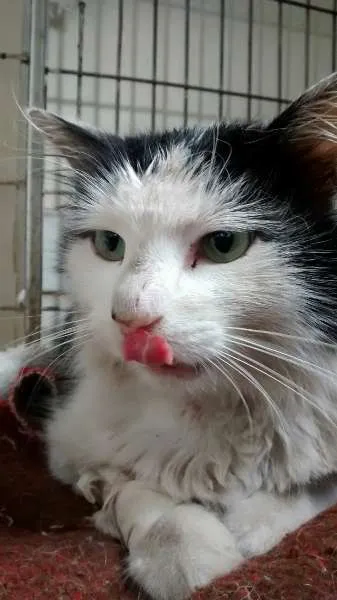 Gato ra a SRD idade 1 ano nome Bichano