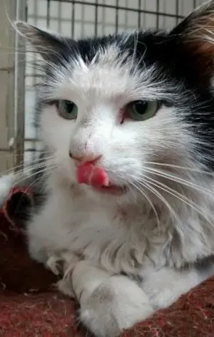 Gato raça SRD idade 1 ano nome Bichano