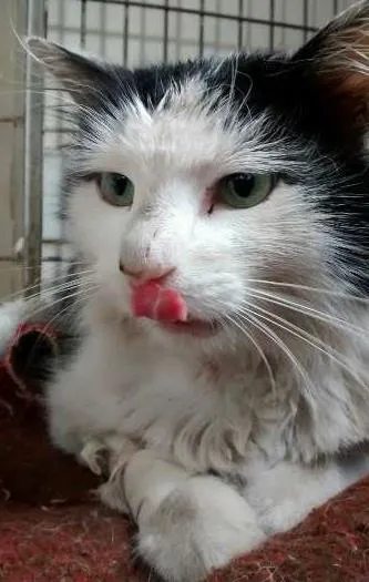 Gato ra a SRD idade 1 ano nome Bichano
