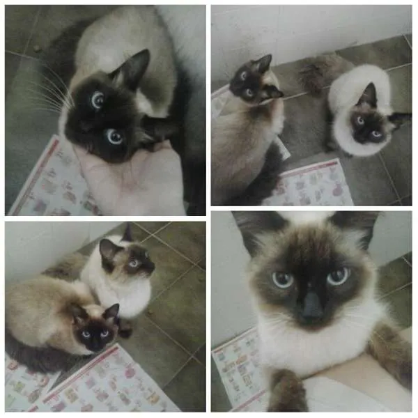 Gato ra a Siamês idade 7 a 11 meses nome Pom Pom/ Floquinho