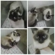 Pom Pom/ Floquinho