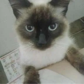 Gato ra a Siamês idade 7 a 11 meses nome Pom Pom/ Floquinho