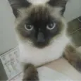 Pom Pom/ Floquinho