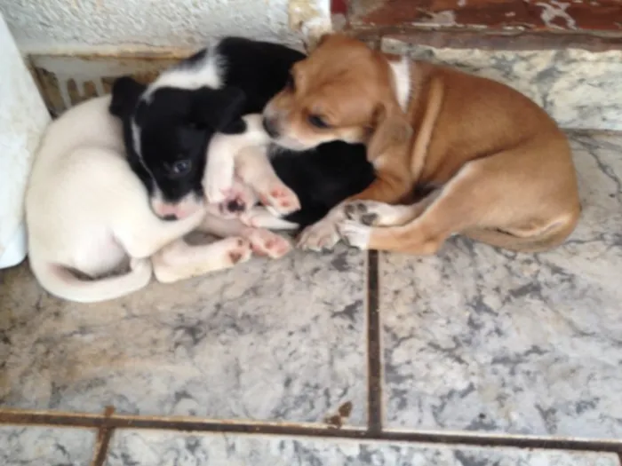 Cachorro ra a SRD idade Abaixo de 2 meses nome Sem nomes 