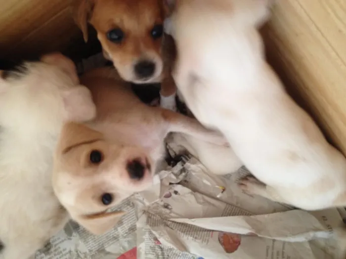 Cachorro ra a SRD idade Abaixo de 2 meses nome Sem nomes 