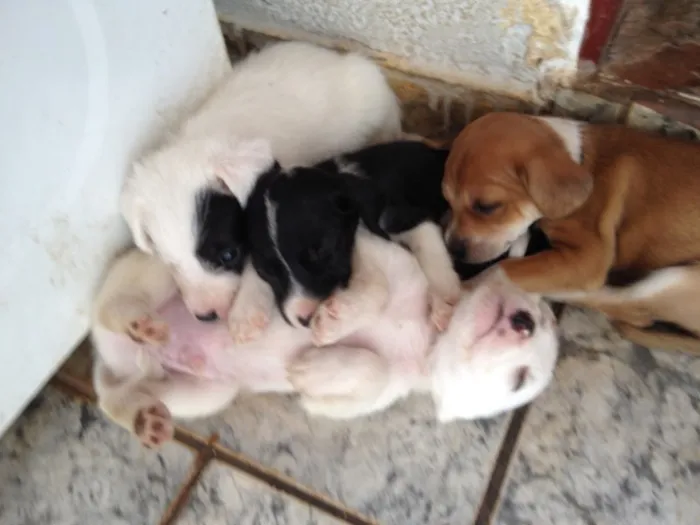 Cachorro ra a SRD idade Abaixo de 2 meses nome Sem nomes 