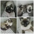 Pom Pom/ Floquinho
