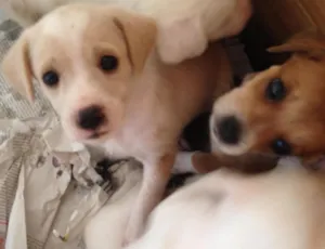 Cachorro raça SRD idade Abaixo de 2 meses nome Sem nomes 