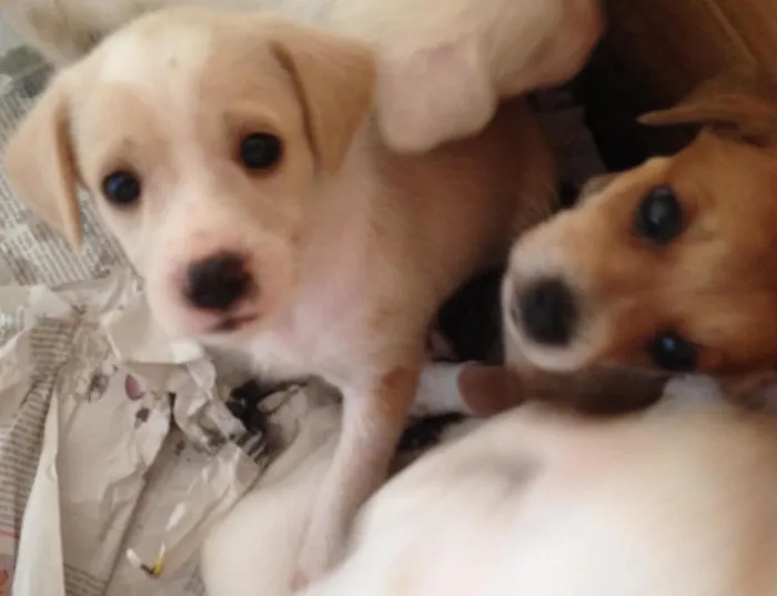 Cachorro ra a SRD idade Abaixo de 2 meses nome Sem nomes 