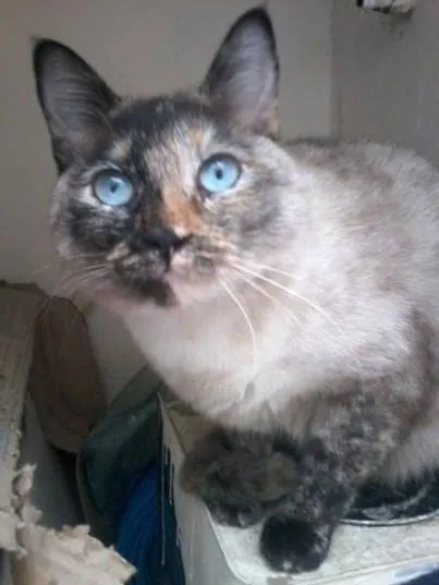 Gato ra a  idade 1 ano nome Jazz