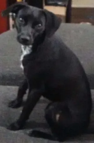 Cachorro raça SRD idade 1 ano nome NINA