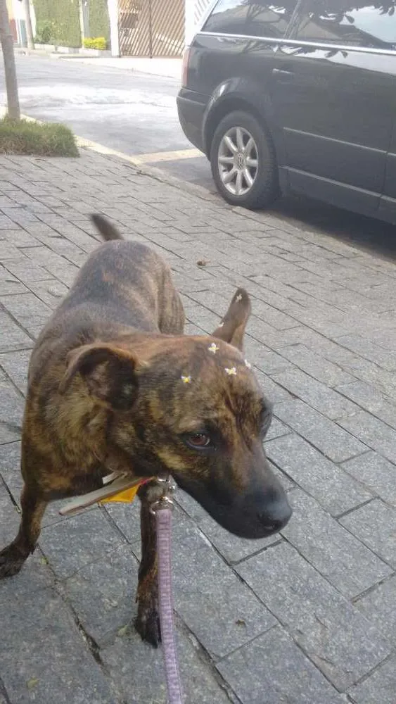 Cachorro ra a Srd idade 2 anos nome Cheetara