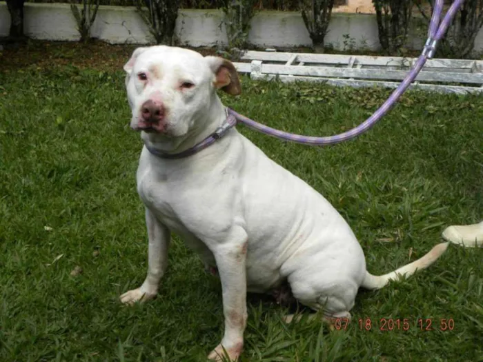 Cachorro ra a Pit-Bull idade 5 anos nome Deusa