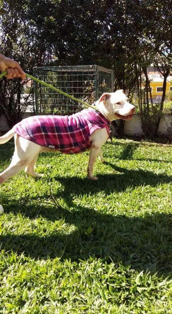 Cachorro ra a Pit-Bull idade 5 anos nome Deusa