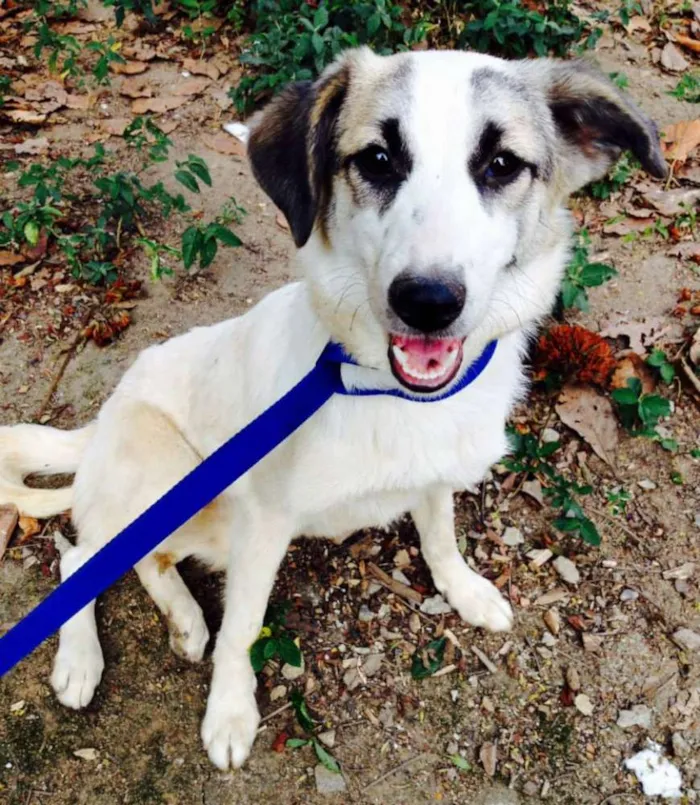 Cachorro ra a SRD idade 2 a 6 meses nome Molly e Marley