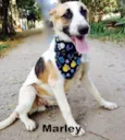 Molly e Marley