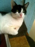 figaro