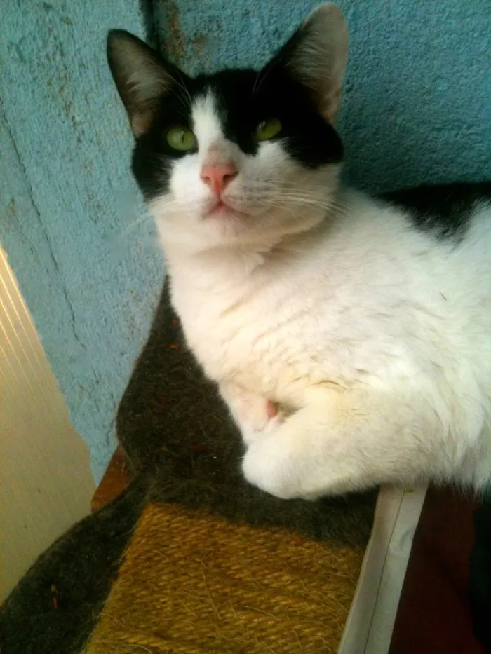 Gato ra a SRD idade 7 a 11 meses nome figaro