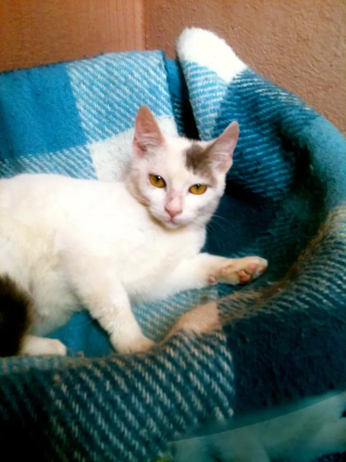 Gato ra a SRD idade 2 a 6 meses nome Susie