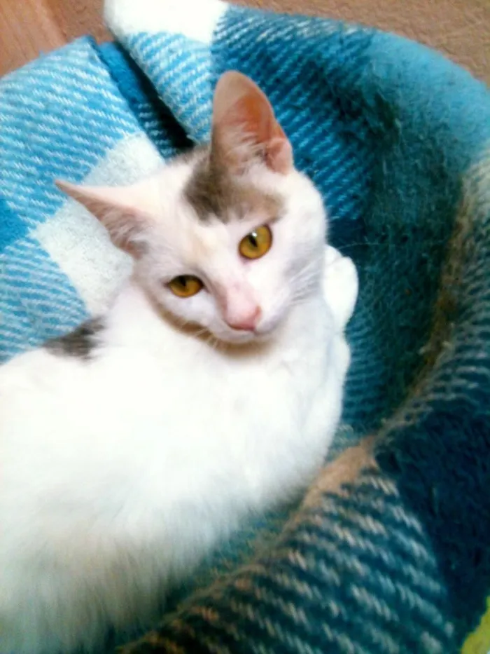 Gato ra a SRD idade 2 a 6 meses nome Susie