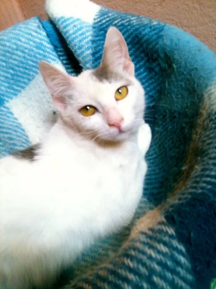 Gato ra a SRD idade 2 a 6 meses nome Susie