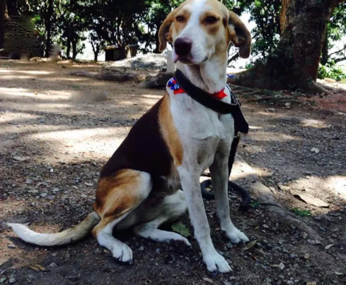 Cachorro ra a SRD idade  nome Lana