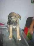 Amora