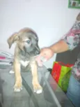 Amora