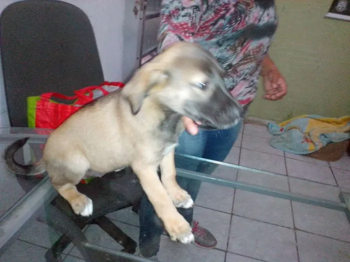 Cachorro ra a SRD idade 2 a 6 meses nome Amora 