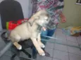 Amora