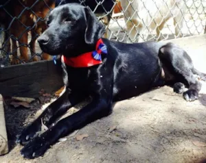 Cachorro raça SRD idade 7 a 11 meses nome Olivia