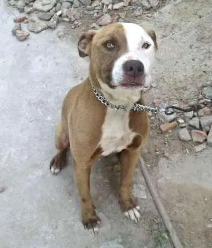 Cachorro ra a pit buul idade 3 anos nome nick