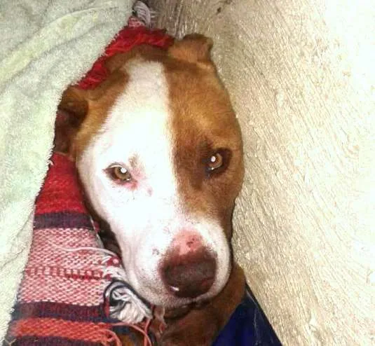 Cachorro ra a pit buul idade 3 anos nome nick