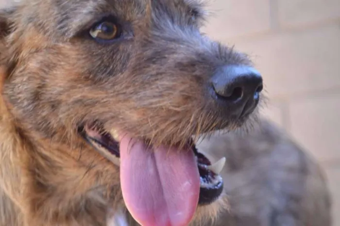 Cachorro ra a SRD idade 1 ano nome LUMA - Um amor de m