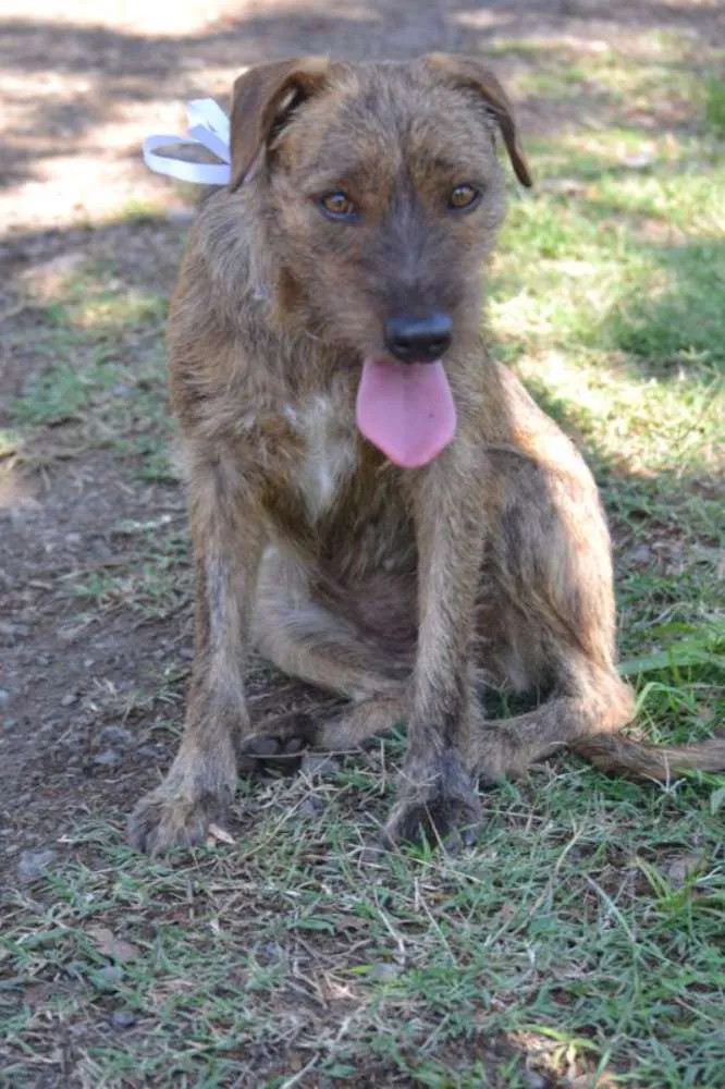 Cachorro ra a SRD idade 1 ano nome LUMA - Um amor de m