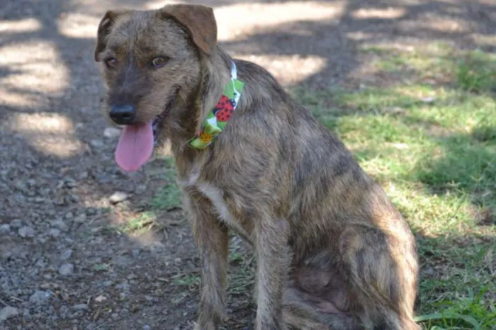 Cachorro ra a SRD idade 1 ano nome LUMA - Um amor de m