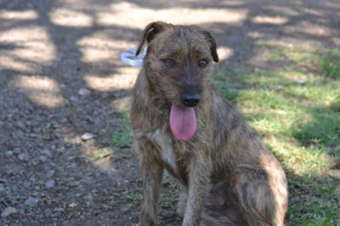 Cachorro ra a SRD idade 1 ano nome LUMA - Um amor de m