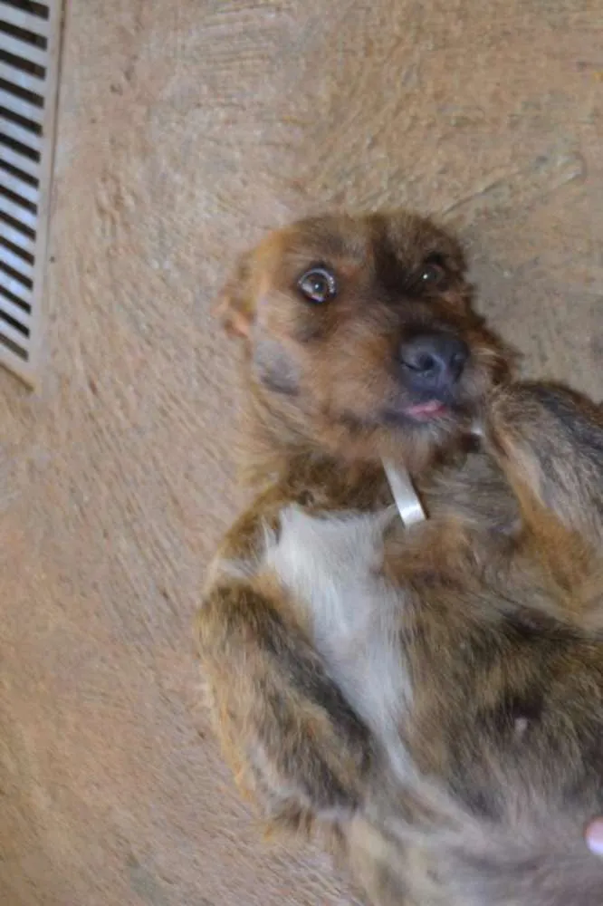 Cachorro ra a SRD idade 1 ano nome LUMA - Um amor de m
