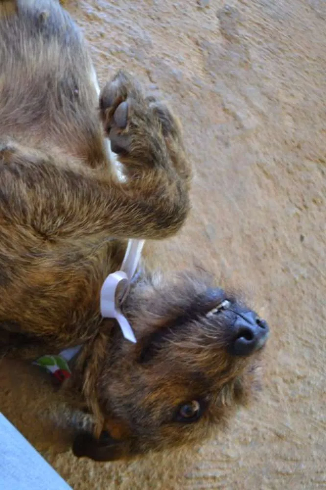Cachorro ra a SRD idade 1 ano nome LUMA - Um amor de m